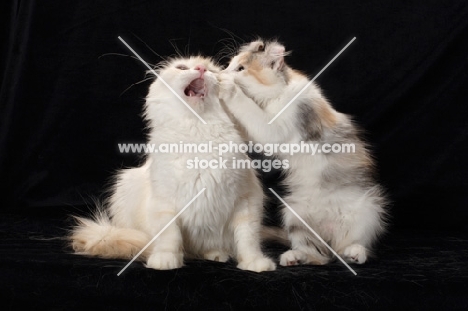 American Curl kitten telling a secret to and adult American Curl cat