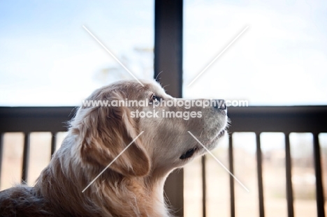 Golden retriever in profile