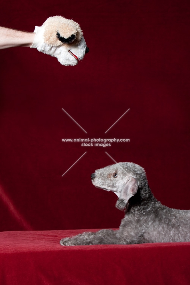 Bedlington Terrier looking up at toy