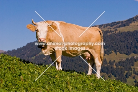 cow in the alps