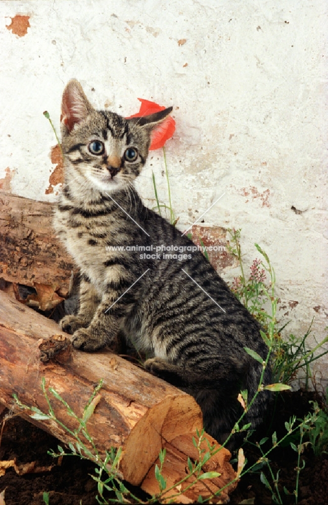 cute tabby household kitten on log