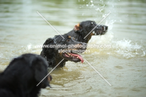 three Beauceron playing in the water