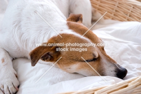 tired jack russell terrier