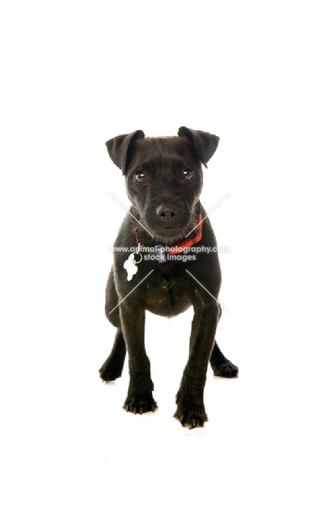 patterdale terrier front view on white background
