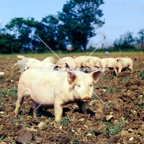 young commercial pigs free range in ploughed field