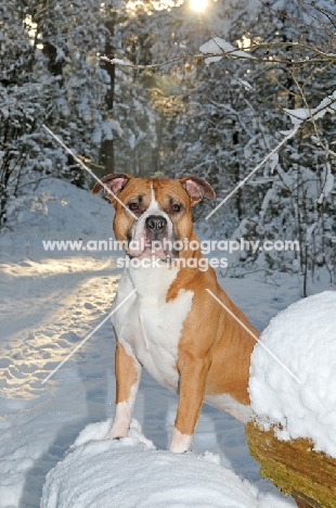 American Staffordshire Terrier in winter