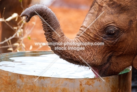 Baby Elephant drinking out of a metal drum at a sanctuary in Nairobi, Kenya