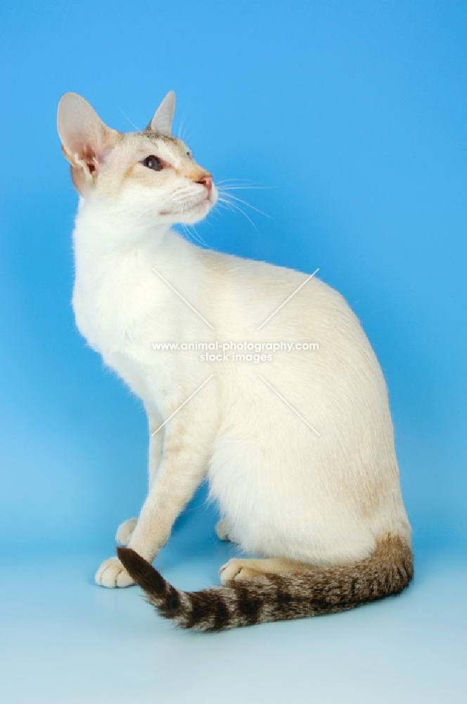 chocolate tabby point siamese sitting down