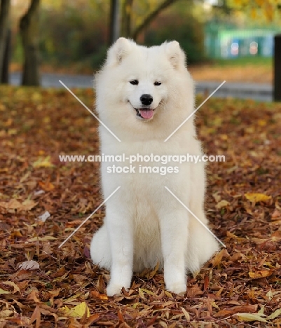 Samoyed in autumn