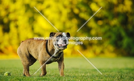 Bulldog walking in field
