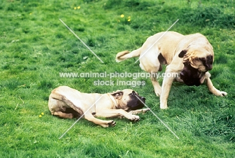 mastiff adult dog and puppy playing
