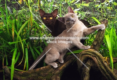 lilac and brown Burmese kittens on branch
