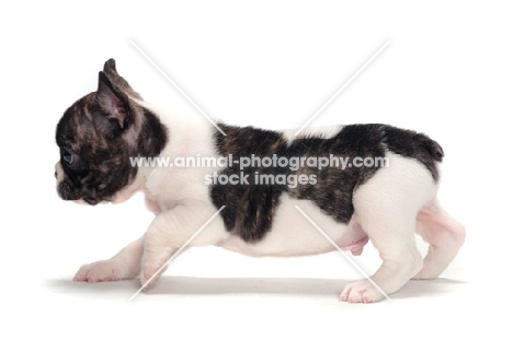brindle and white Boston Terrier puppy, side view