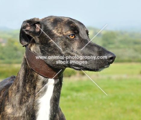 Greyhound wearing sighthound collar