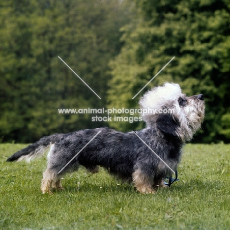 side view of dandie dinmont on grass