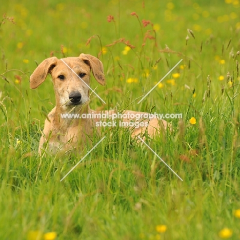 Lurcher puppy in grass