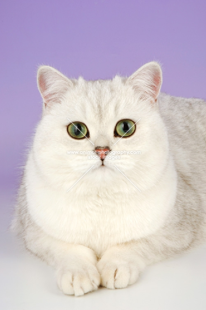 tipped british shorthair cat portrait
