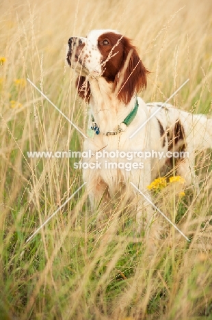 Irish red and white setter