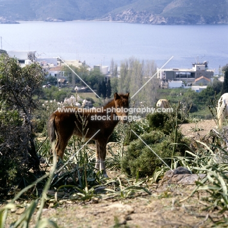 skyros pony foal on skyros island, greece