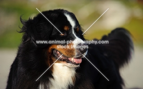 Bernese Mountain Dog looking away