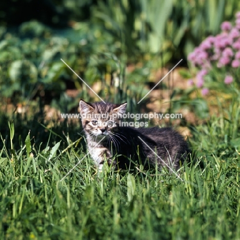 brown tabby shorthair kitten 