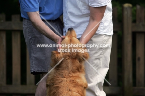 Golden Retriever with people