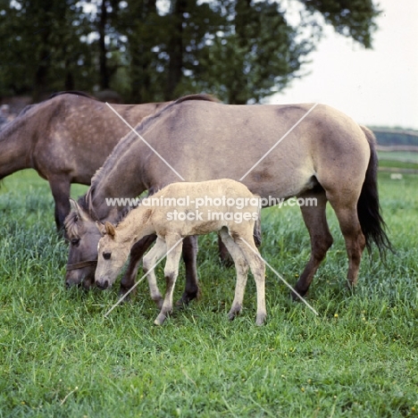 two konik mares and a foal in ploand