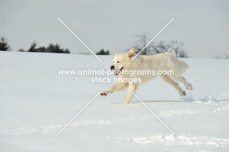 Polish Tatra Sheepdog (aka Owczarek Podhalanski) running in winter