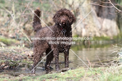 Barbet standing in water