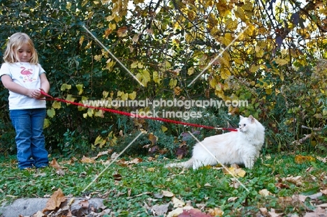 ragdoll on lead