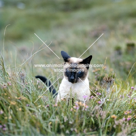 seal point siamese, the photographer's cat on holiday