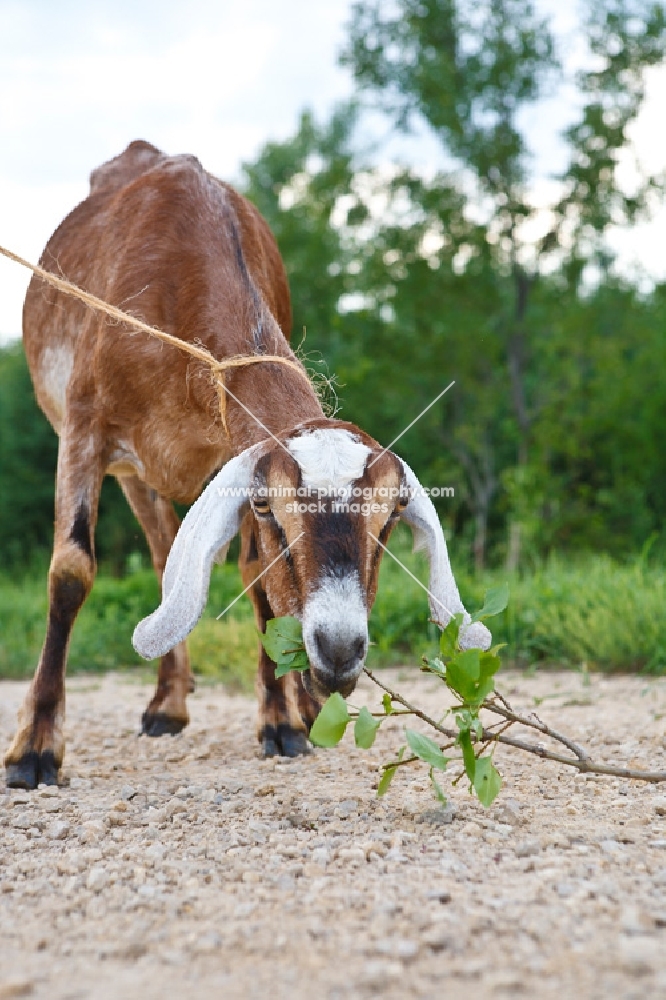 nubian goat on a lead, eating a branch