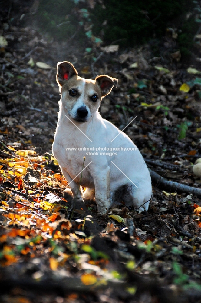 Jack russell in autumn