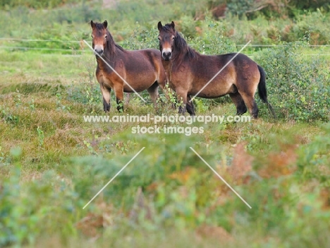 two wild Exmoor Ponies in field
