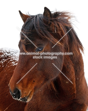 brown Morgan horse