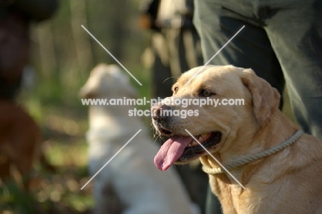 happy yellow labrador near owner during a hunting day