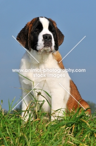 Saint Bernard puppy on grass