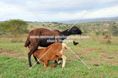 Nguni lamb drinking