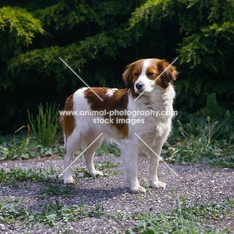 kooikerhondje  near shrubbery