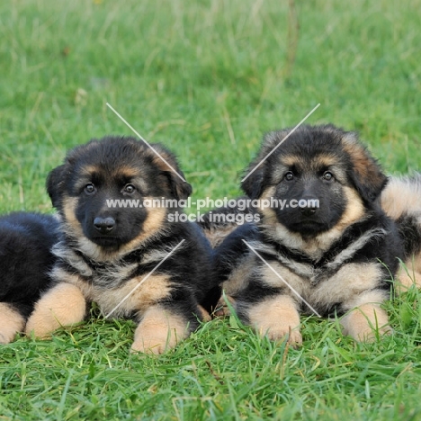 two german shepherd dog puppies 8 weeks old lying in grass