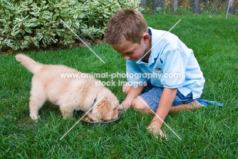 Golden Retriever puppy with boy in garden