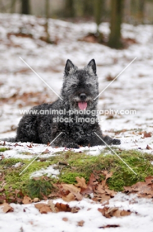Dutch Shepherd Dog, rough haired, in winter
