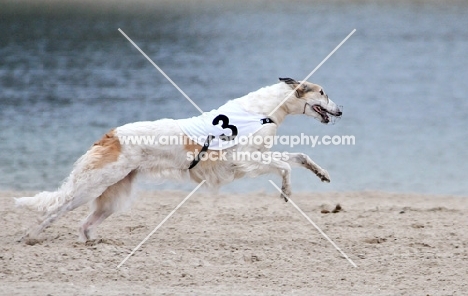 Borzoi racing