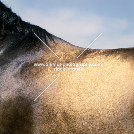 close-up of the coat of an akhal teke