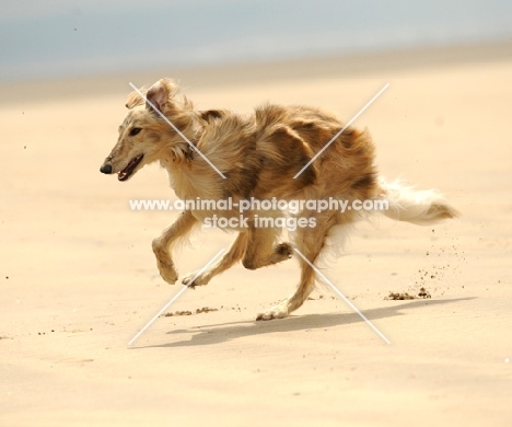 Silken Windhound running on beach