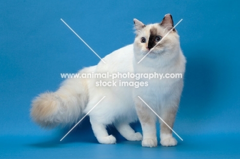 fluffy Ragdoll, Seal Tortie Point Mitted, looking away