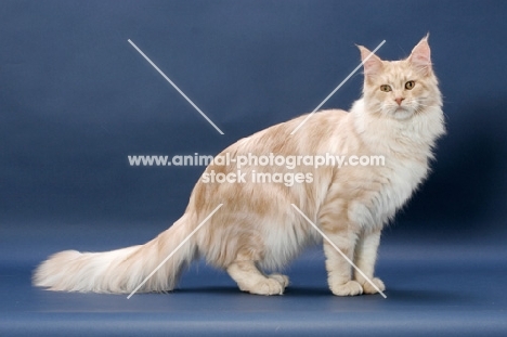 Maine Coon cat, Cream Silver Classic Tabby colour, standing 