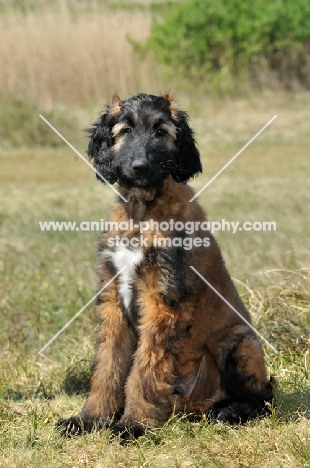 Afghan Hound puppy