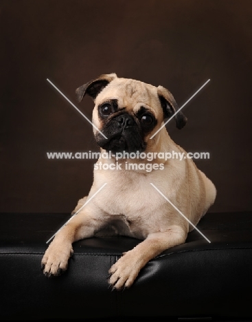 Pug on brown background