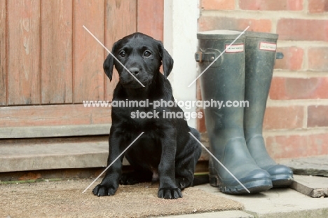 black Labrador puppy near wellies